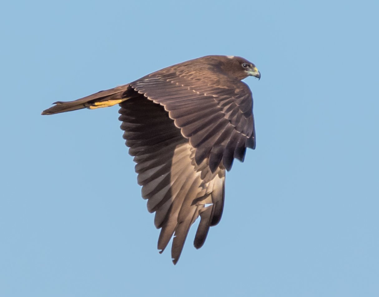 aguilucho lagunero delta del ebro