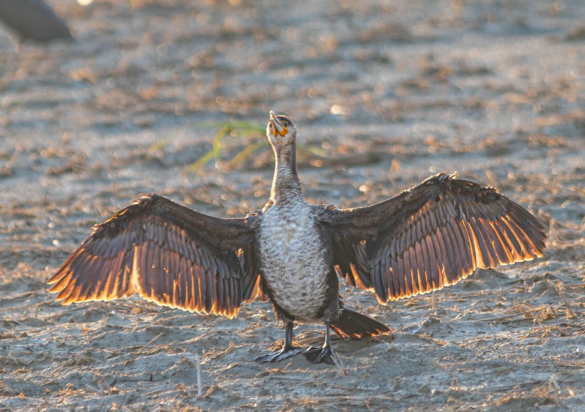 corb marí gros del delta de l'ebre