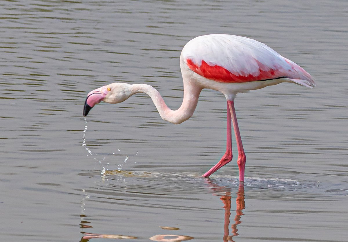 flamenco comiendo