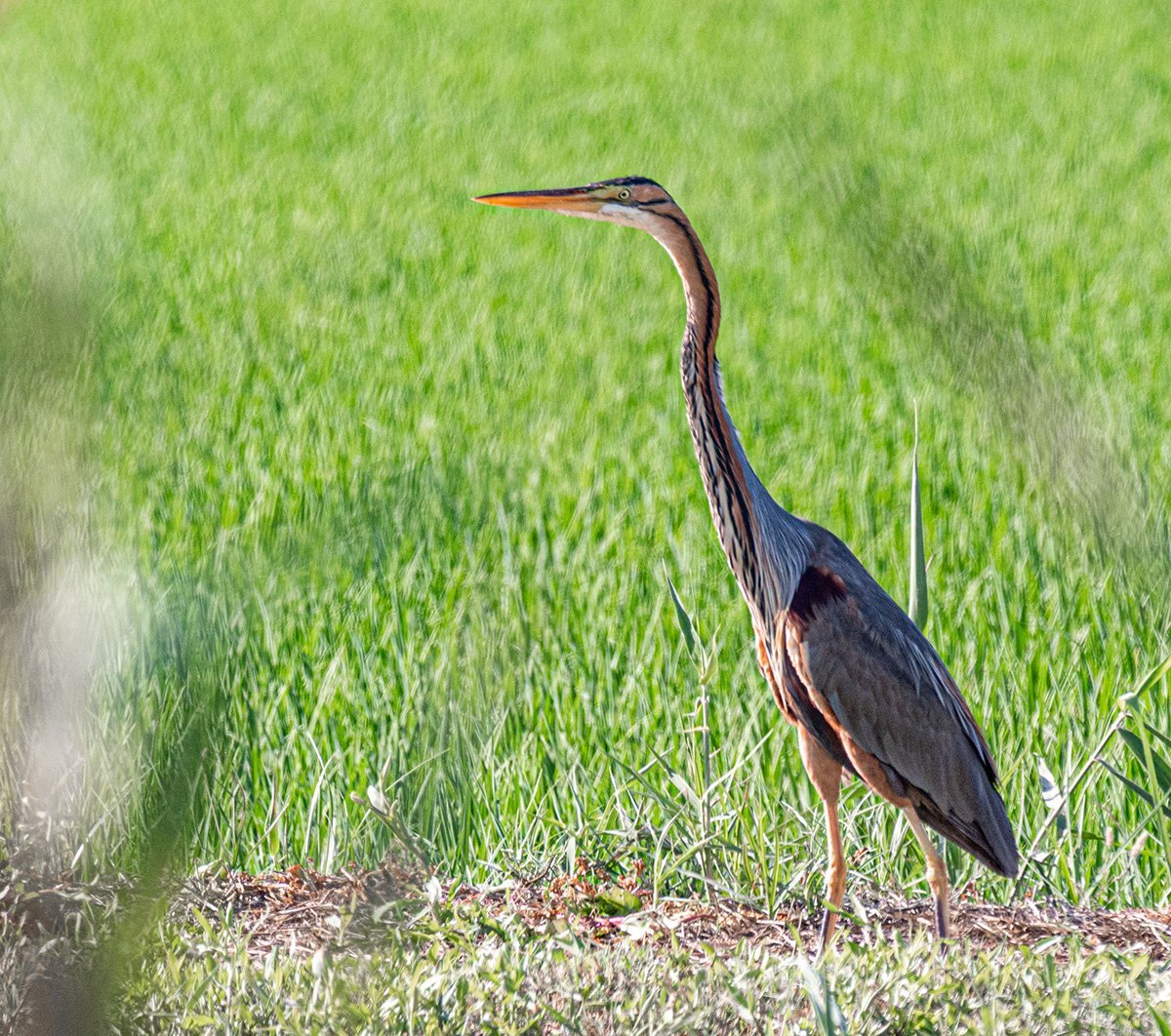 garza imperial en el delta del ebro