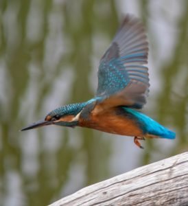 blauet volant