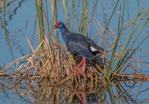 polla blava del delta de l'ebre