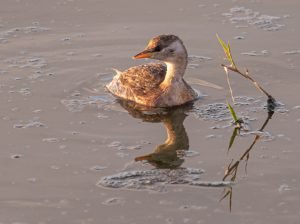 Tachybaptus ruficollis joven en el delta del ebro
